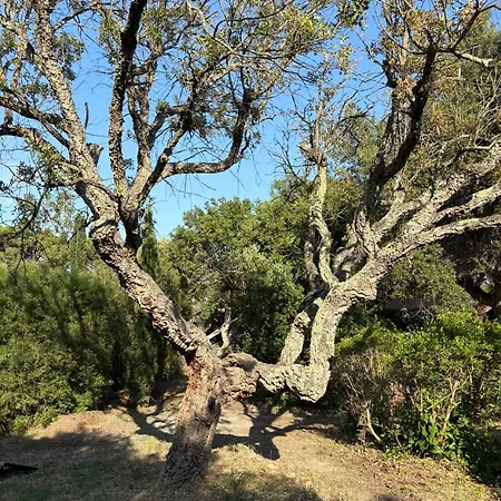Maison Cigale Ramatuelle